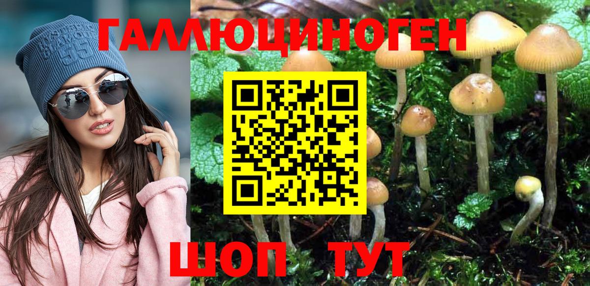 Галлюциногенные грибы Psilocybe Краснокаменск